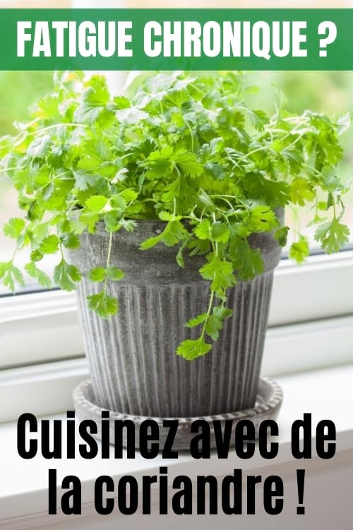 Un pot de fleurs avec de la coriandre sur un rebord de fenêtre.