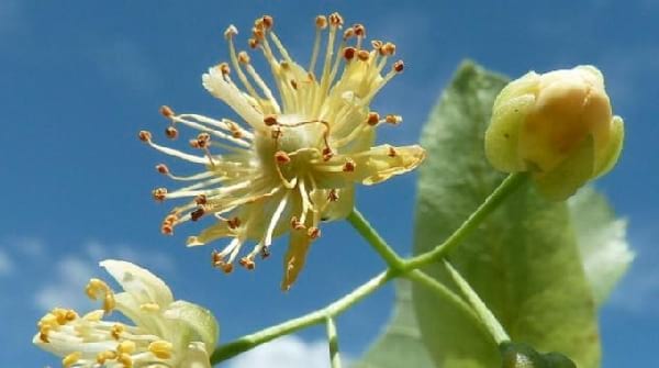 fleur d'oranger pour faire une tisane anti stress