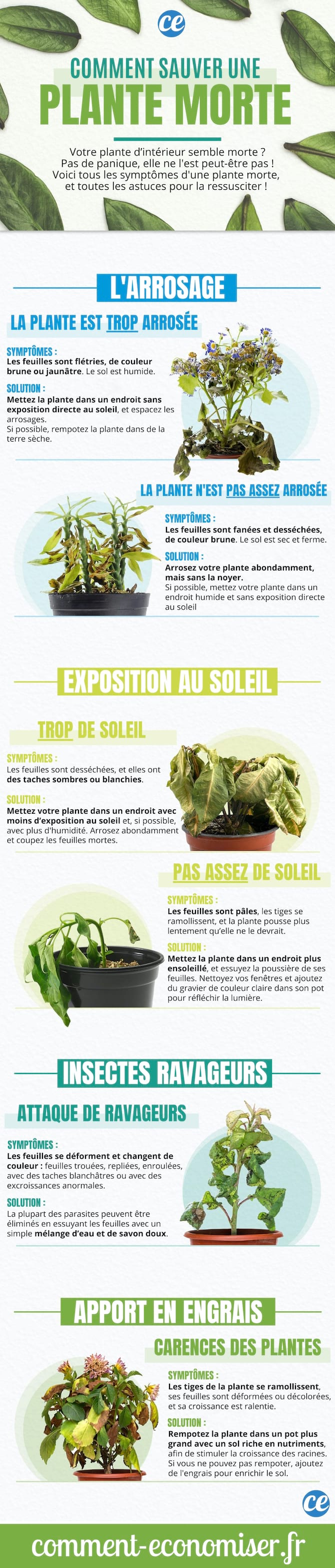 Que faire pour sauver une plante qui meurt ? Le tuto pour la faire repartir