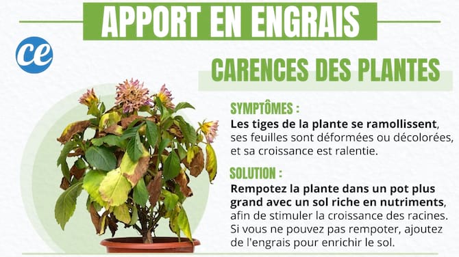 Comment sauver une plante qui a besoin d'un apport en engrais.