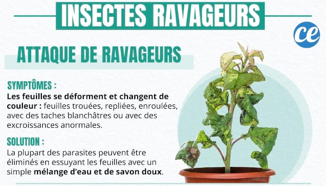Comment sauver une plante qui est attaquée par des ravageurs.