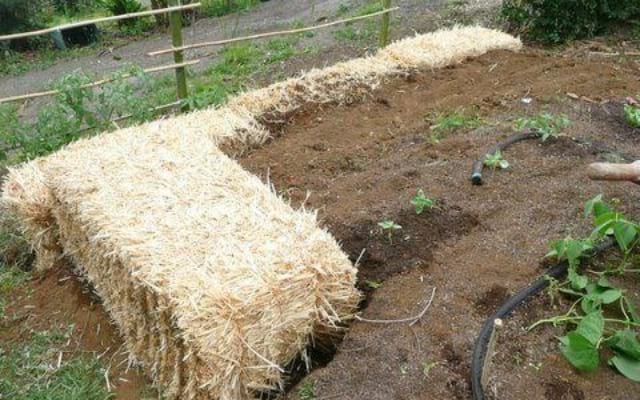 put straw in the vegetable garden to save watering