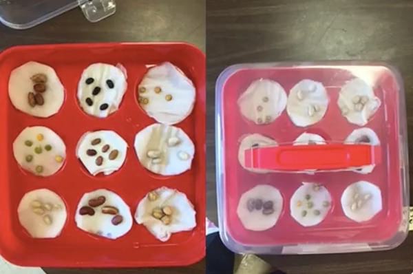 Une boite à cupcakes en plastique pour faire une mini serre