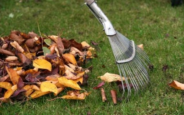 dead leaves to mulch the garden
