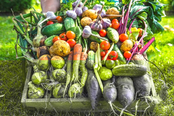 Une caisse en bois remplie de tomates et légumes racines fraîchement cueillis.