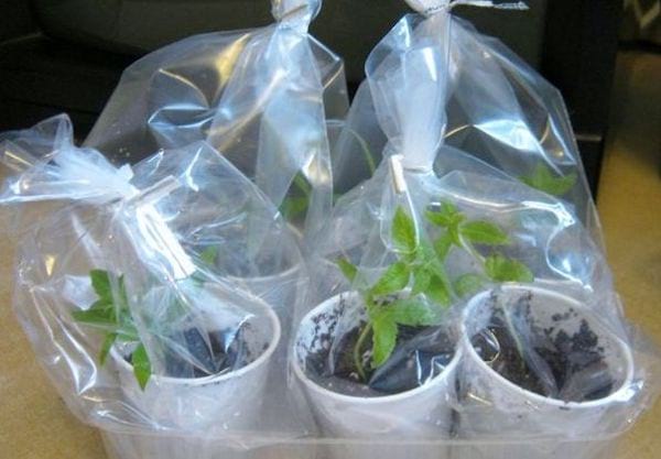Des plantes dans un sac en plastique pour faire une mini serre