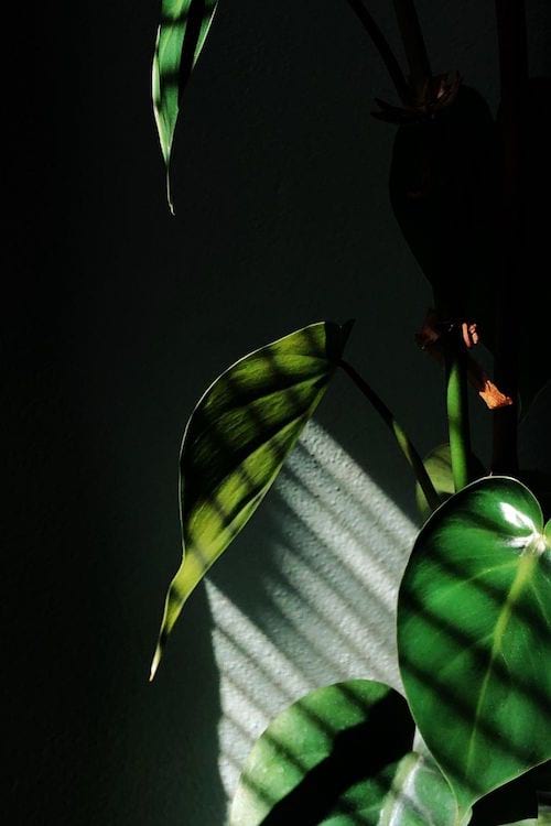 Mettre ses plantes à l'ombre dans une pièce