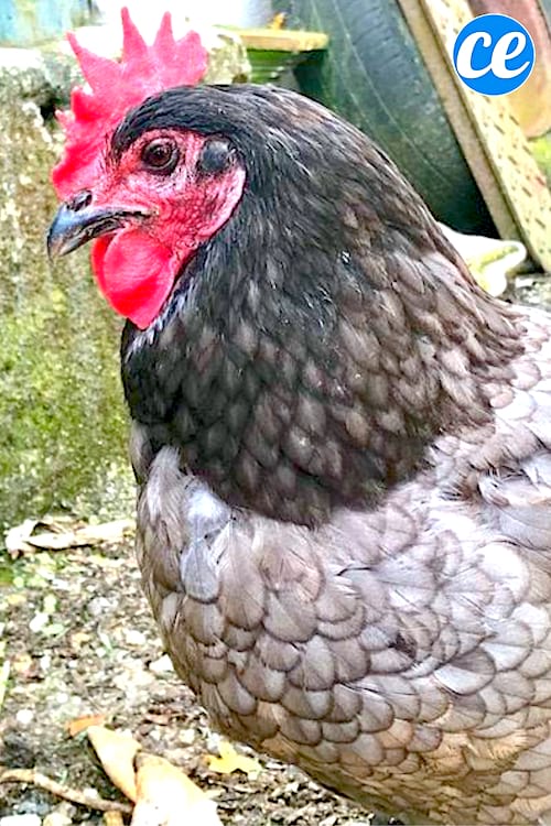 Une poule noire dans mon potager