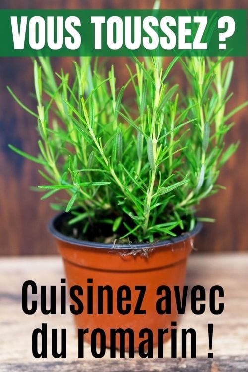 Un pot de fleurs rouge avec des branches de romarin.