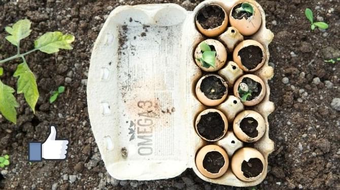 semis dans coquilles oeufs de poule