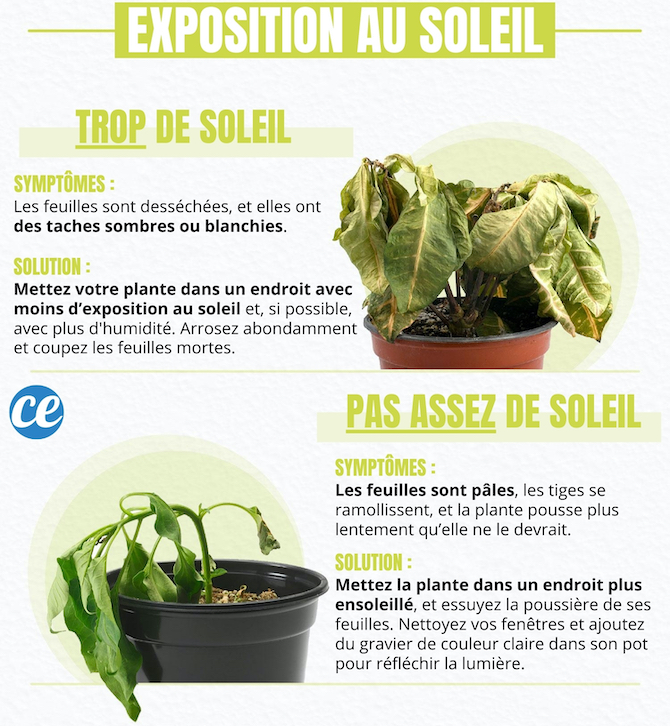 Plante Trop Arrosée Que Faire
