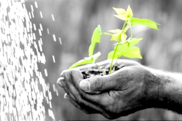 Des mains qui font pousser les plantes plus rapidement avec l'eau oxygénée.