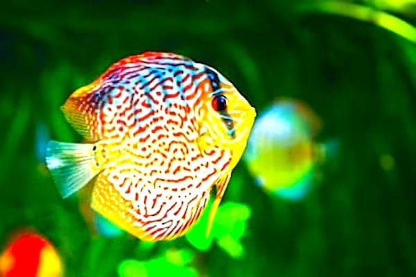Un poisson exotique dans un aquarium sans algues et ultra-propre grâce à l'eau oxygénée.