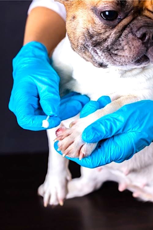 Soignez la blessure de votre chien avec de l’eau oxygénée.