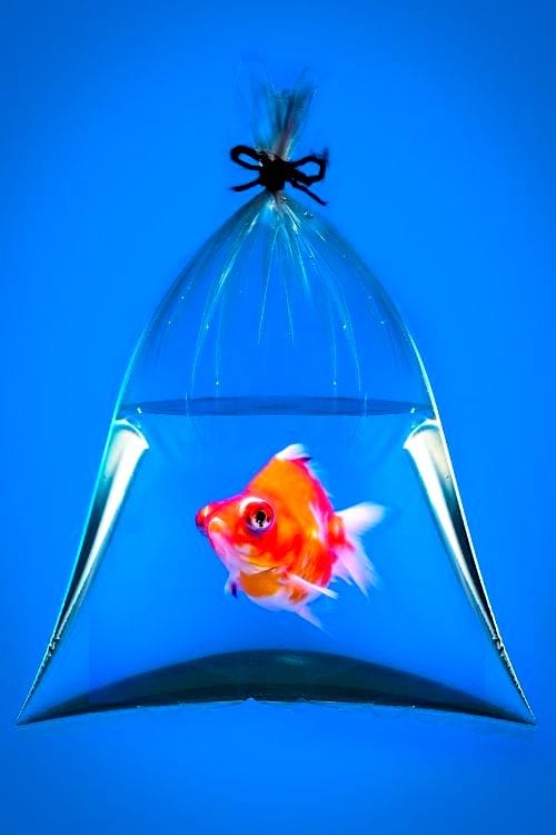 Un poisson transporté dans un sac plus sûrement avec des comprimés d'oxygène actif.