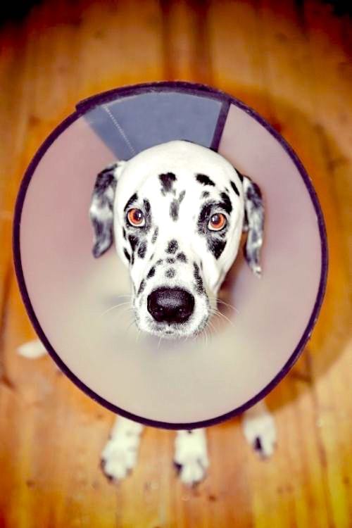 Votre chien est intoxiqué ? L'eau oxygénée pourrait lui sauver la vie.