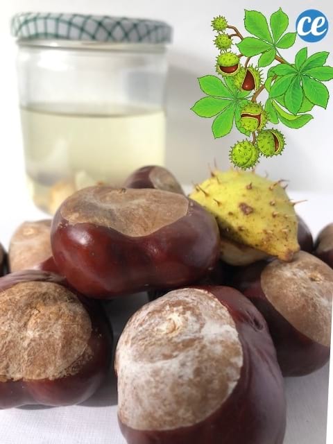 bienfaits des marrons d'Inde