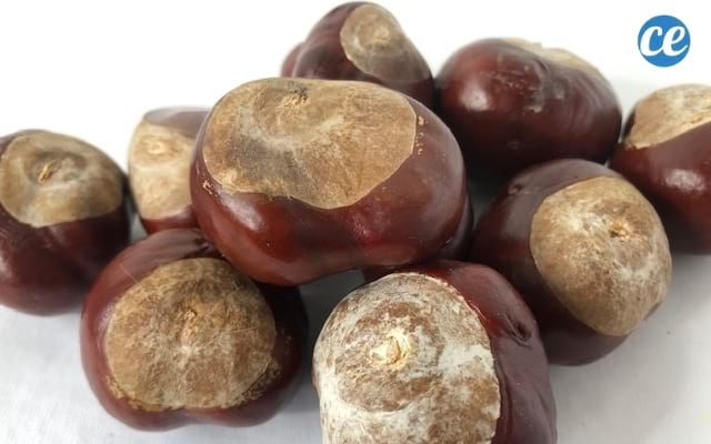 comment utiliser les marrons d'Inde