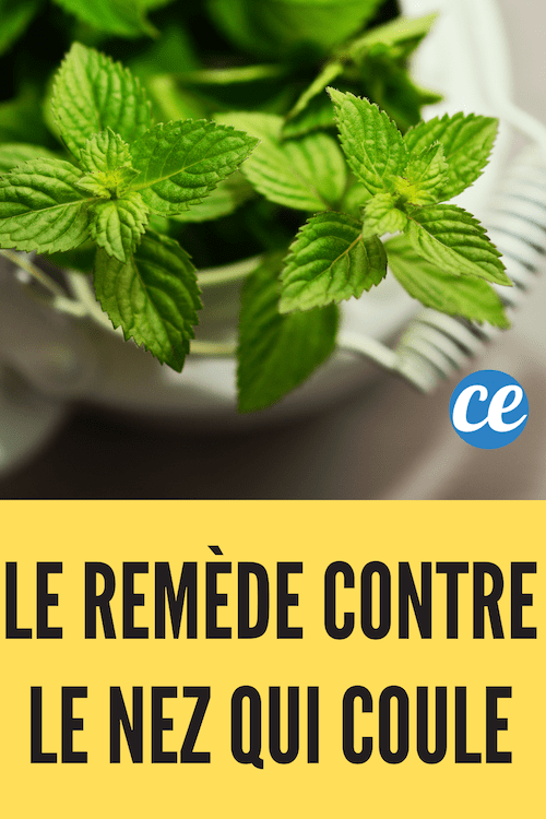 des feuilles de menthe dans une théière