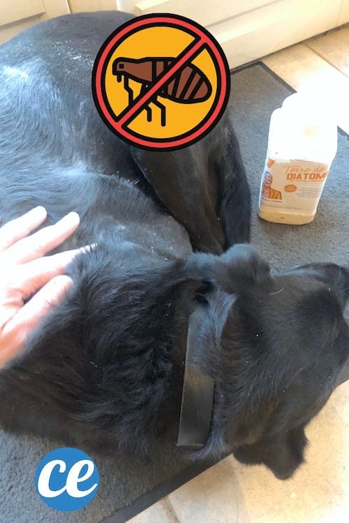 De la terre de diatomée sur le pelage d'un chien noir pour un traitement anti-puces