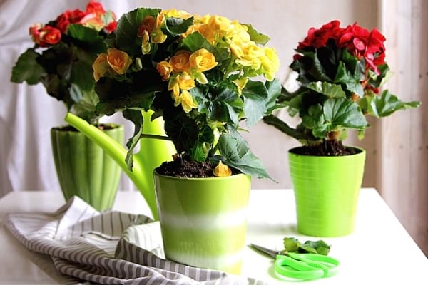 begonia pour purifier l'air de la maison