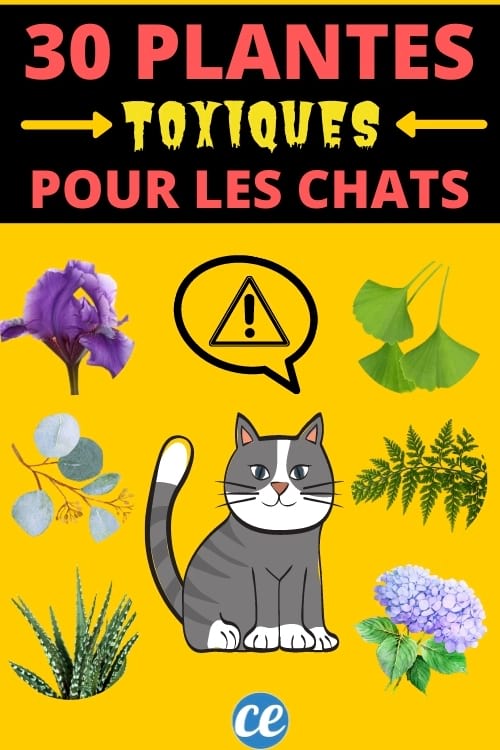30 Plantes Toxiques Pour Votre Chat A Connaitre Absolument