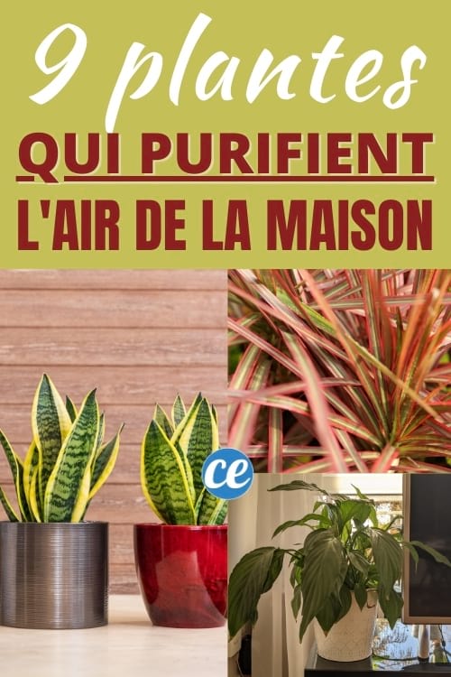 9 plantes purificatrices d'air