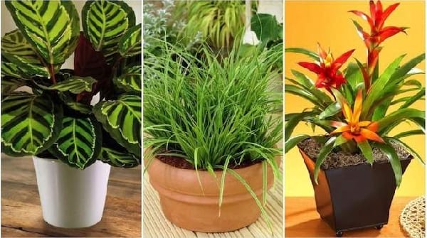 17 Plantes d'Intérieur Qui Poussent SANS Lumière du Soleil