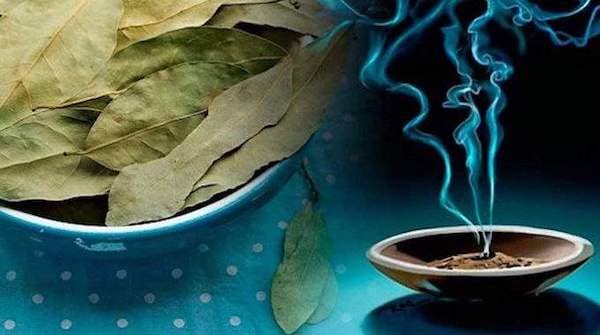 des feuilles de sauges séchées et brulées