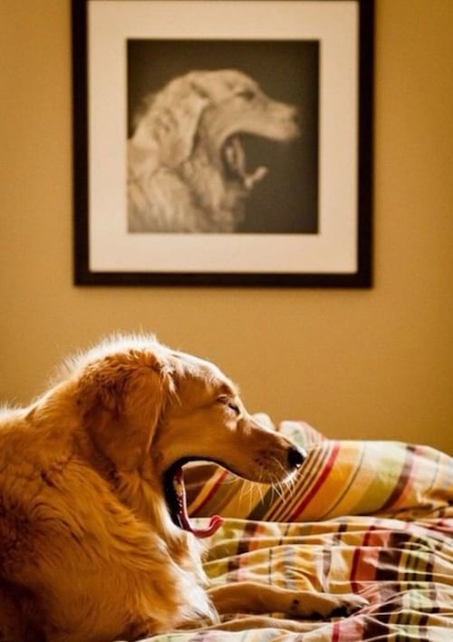 Chien dans cadre photo