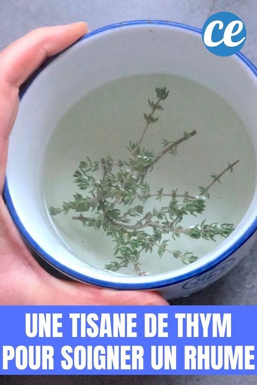Une tisane de thym pour dégager les bronches et soigner un rhume