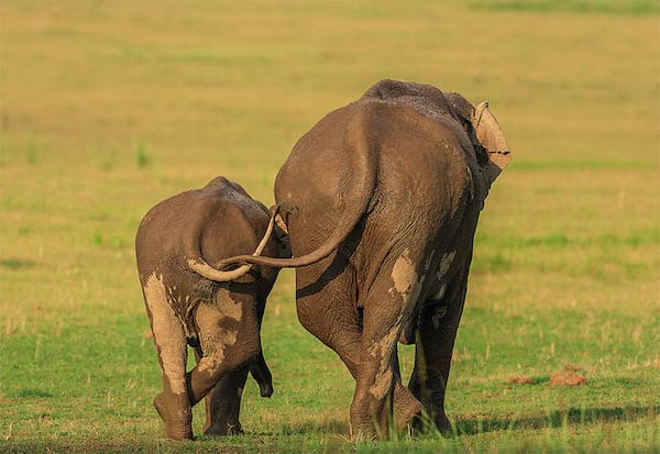 Deux éléphants marchand l'un à côté de l'autre