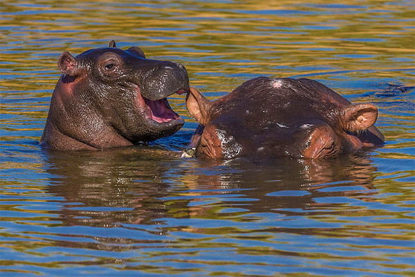 Deux hippopotame qui s'amuse dans l'eau