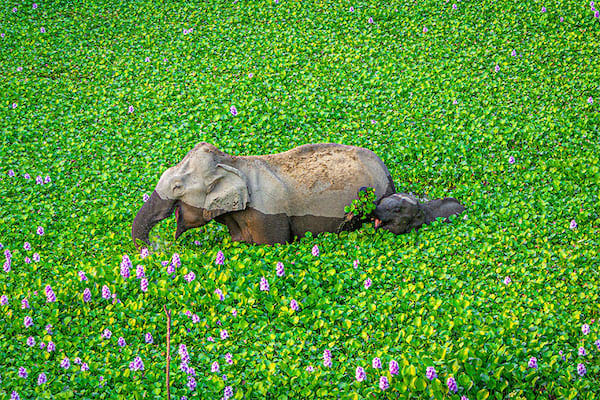Deux éléphants dans des hautes herbes