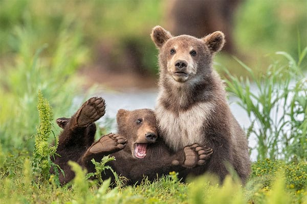 Famille d'ours dans la nature