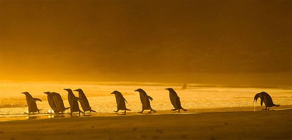 Famille de pingouin qui marche en groupe