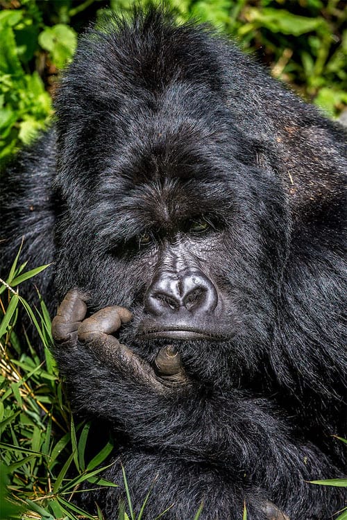 Gorille qui a l'air fâché