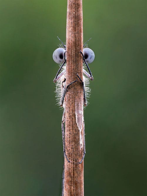 Un insecte collé à une plante