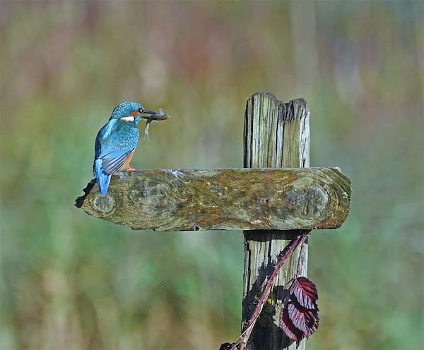 Oiseau bleu sur un morceau de panneau