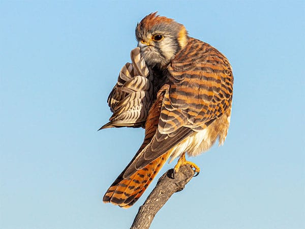 Grand oiseau qui regarde à l'horizon