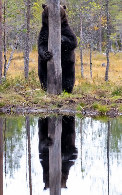 Ours qui se cache derrière un arbre
