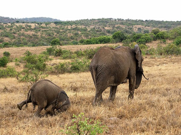 Deux éléphant dans un safari