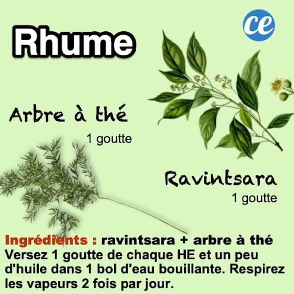 Remède aux huiles essentielles pour soigner le rhume