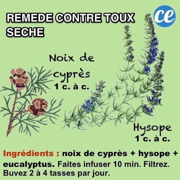 Une tisane aux herbes pour soigner une toux sèche