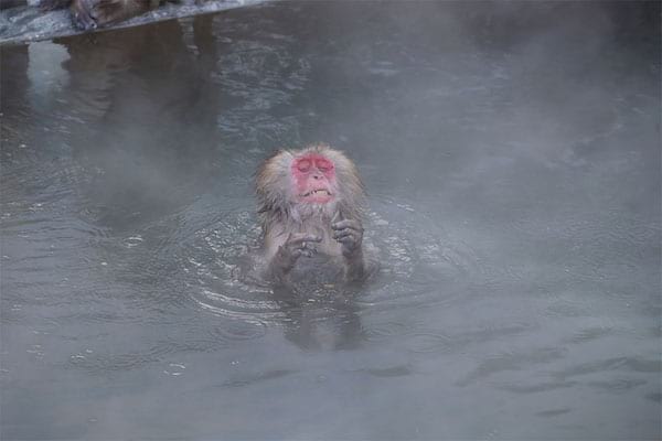 Singe dans l'eau bouillante