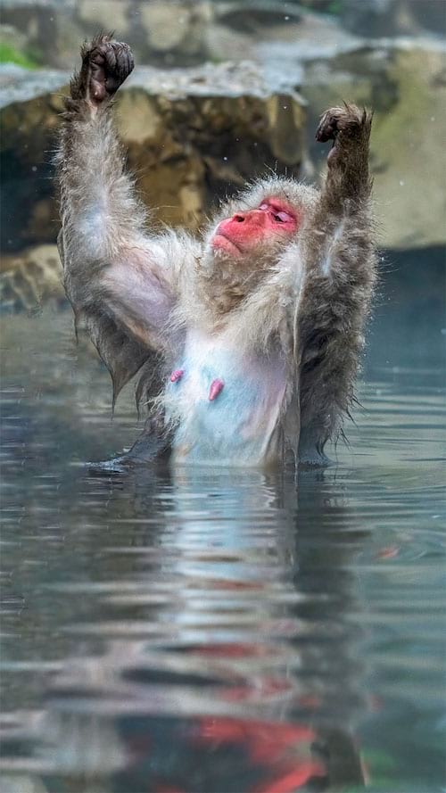 Singe dans l'eau