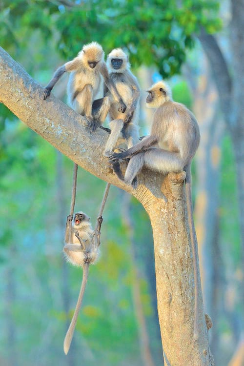 Plusieurs singes sur un arbre