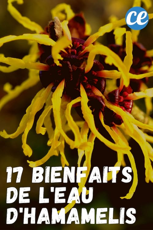 17 Bienfaits de l'EAU d'HAMAMELIS Que Personne Ne Connaît