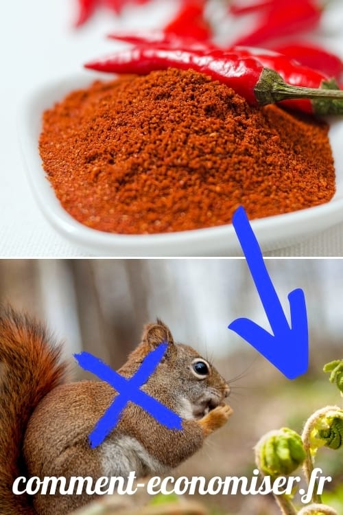 Mettez du piments sur vos plantes pour éloigner naturellement les écureuils.