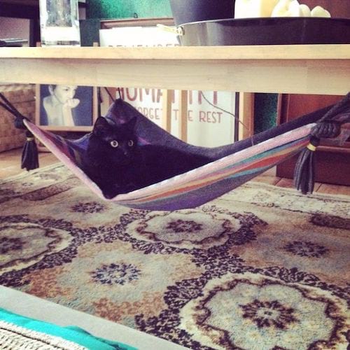 Hamac pour chat avec une serviette 